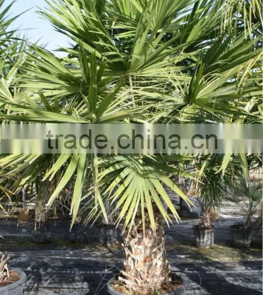 Livistona Chinensis "Chinese Fan Palm" photo-2