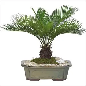 Outdoor Eco-Friendly Indoor House Plants Landscaping Landscaping