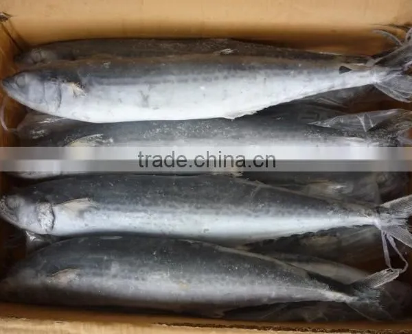 2015 Frozen Spanish Mackerel Whole Round