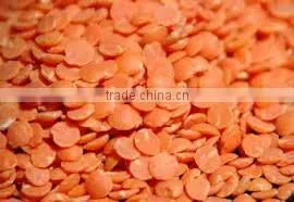Fresh Indian Red Lentil photo-6