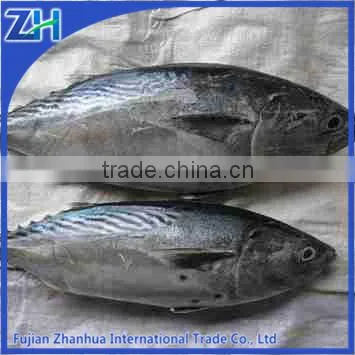 frozen bonito fish bonito powder on sale