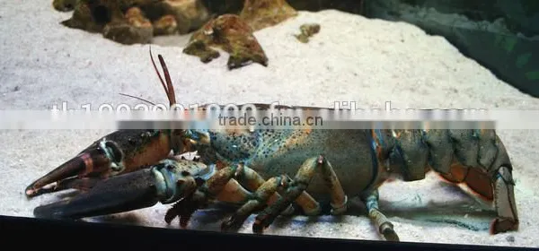 Live American Lobster