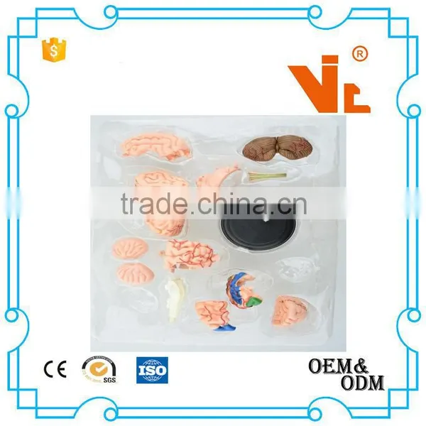 V-HM04 4D MASTER Human Brain Structure Model photo-4