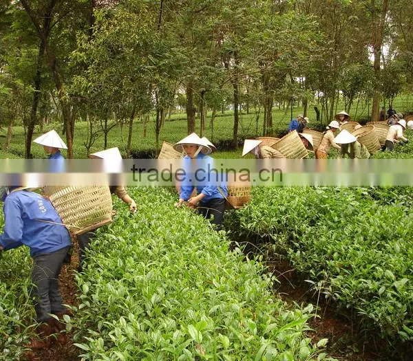 Vietnam Oolong Black Tea photo-3