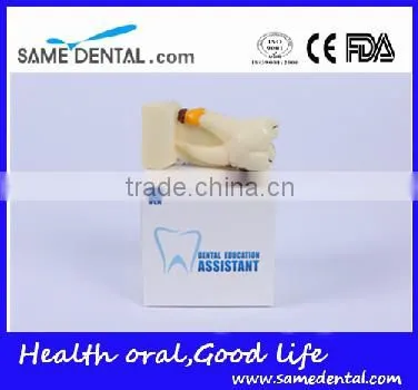 Dental Model School Teaching Dental Eduction Assitant No. DEA-15 4 Times Integrated Pathology Model photo-5