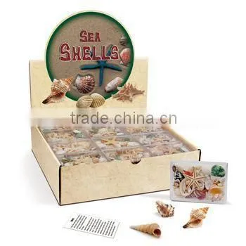Various Nature Sea Shells Collection Set in Display Box