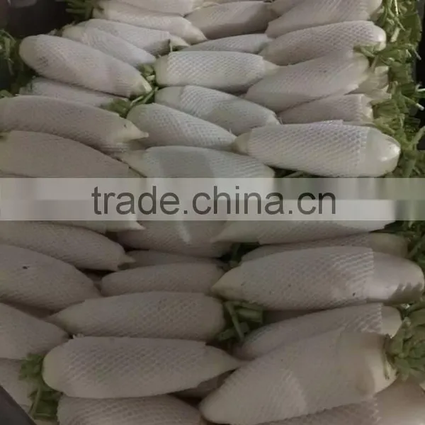 White Radish /green Radish Wholsale photo-6