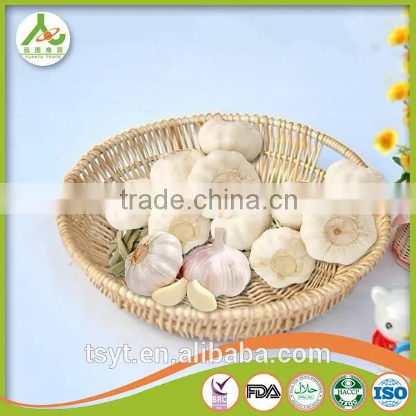 Chinese fresh elephant garlic price for garlic importer