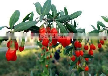 Red Color Organic Dried Goji Berry Organic Goji Berry Goji Berry photo-6
