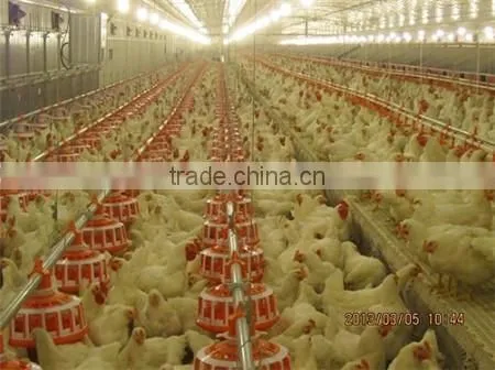 Modern Breeder Chicken Environment Control House photo-2
