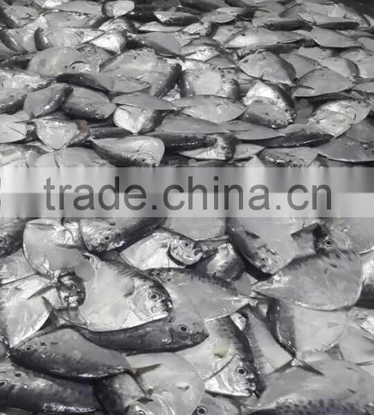 IQF Moonfish Sea Fish on Sales photo-2