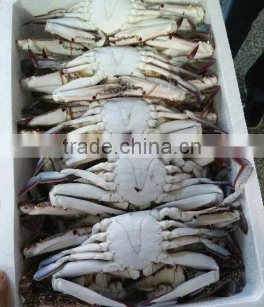 Myanmar Fish Exporters Crab photo-2