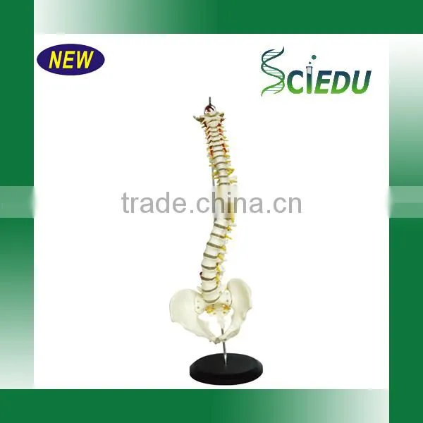 Medical Science Subject and Skeleton Model Type Spine Model photo-2