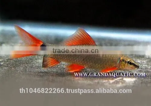 Rainbow Shark Fish/Ornamental Fish Thailand photo-3