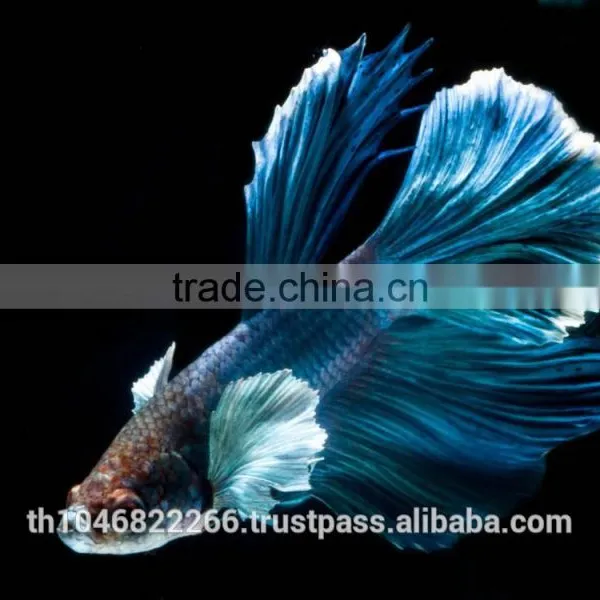 Ornamental Fish Breeder photo-2