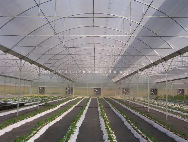 Easily Installed Commercial Tomato Multi Span Greenhouse for Sale photo-5