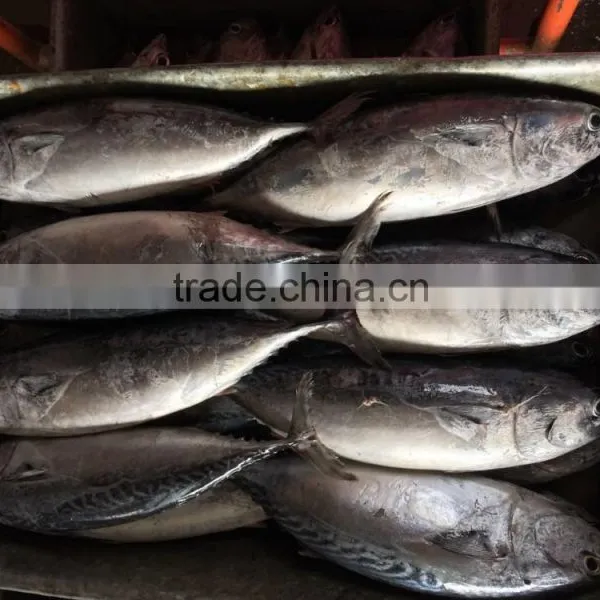 New Catching Seafrozen Bonito photo-2