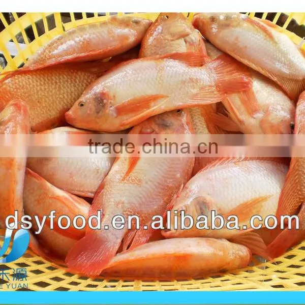 Frozen Whole Red Tilapia Fish in Small Size