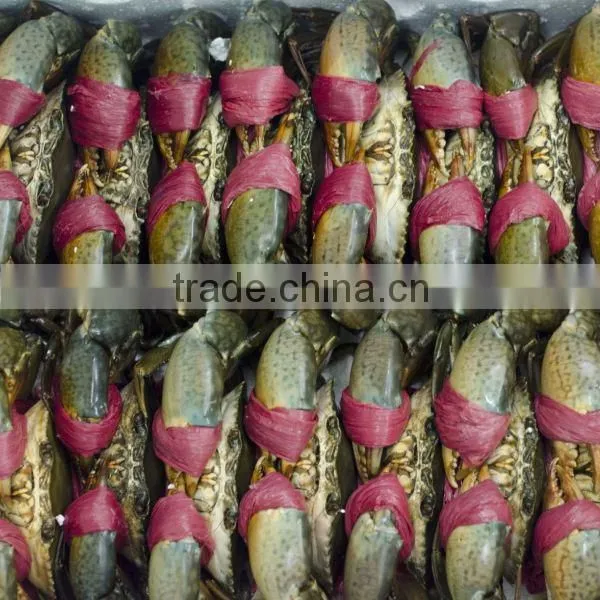 Live Mud Crab (Male, Female, Eggs) photo-3