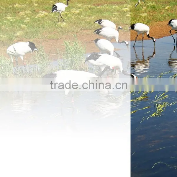 White Gradation Window Glass Pet Film Rolls photo-6