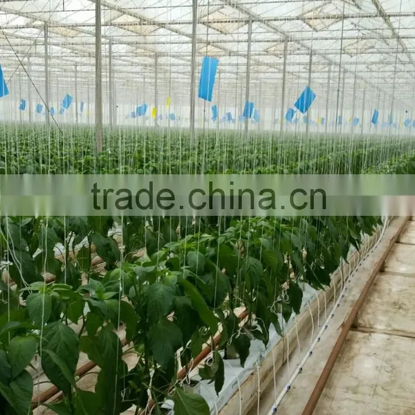 Smart Hydroponic Technologies for Industrial Greenhouses and Soilless Production photo-5