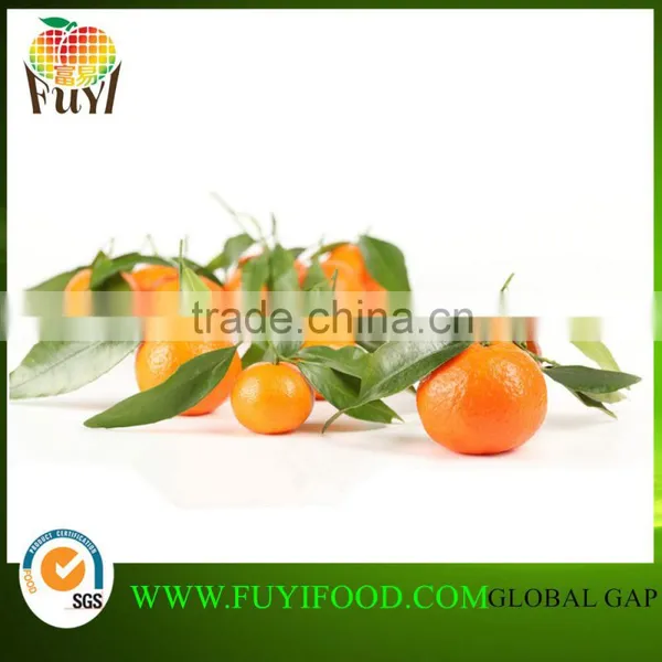 China Sweet Sand Sugar Oranges Mandarin Oranges