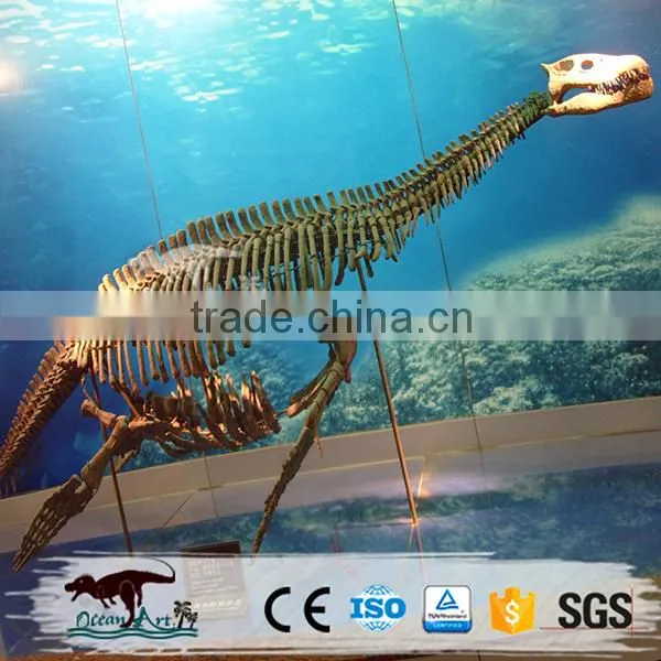 OA-DS-K16062402 Dinosaur Skeleton Model for Museum and Park