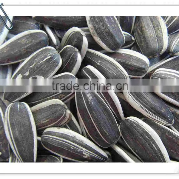 Inner Mongolia Sunflower Seeds 5009 Long Shape photo-2