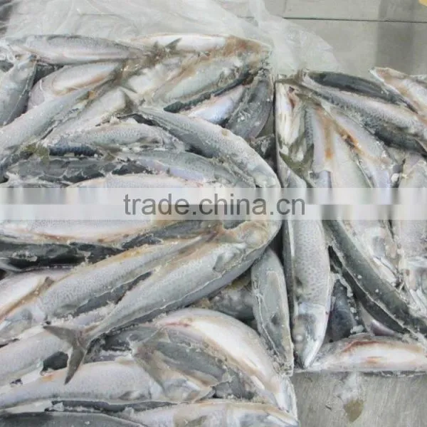 Frozen JAPAN Mackerel Whole Round photo-4