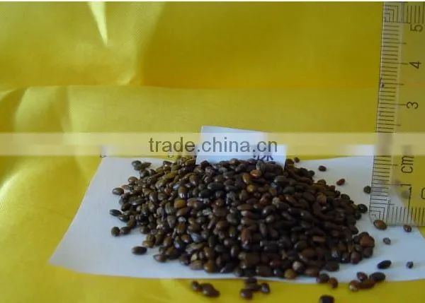 Hippophae Rhamnoides Seeds/Sea-buckthorn Seeds For Growing
