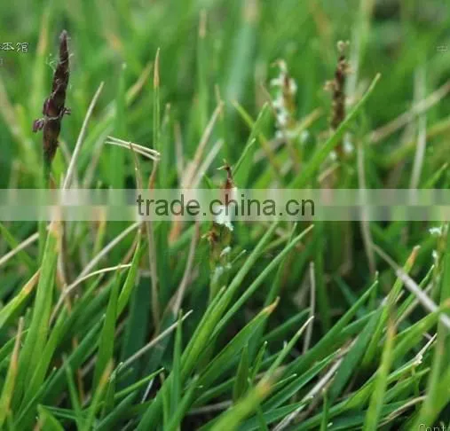 Zoysia Japonica photo-5