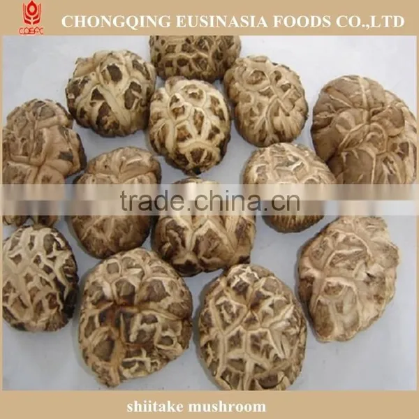 Shiitake Mushroom photo-4