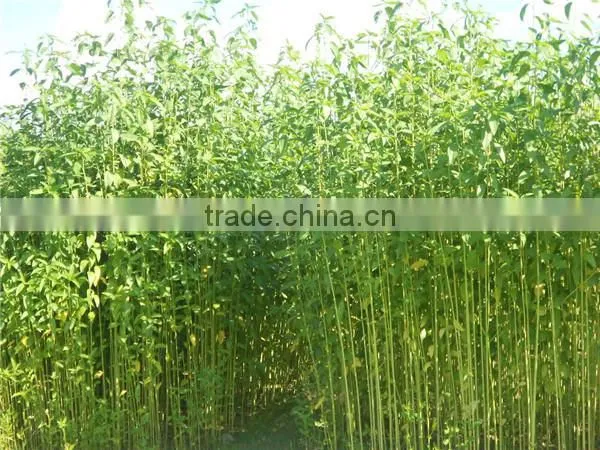 100% Export Quality Long Jute Fiber From Bangladesh photo-3