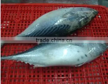 Good Quality Bonito Tuna Frozen Eastern Little Tuna 750G+ for Sale photo-3