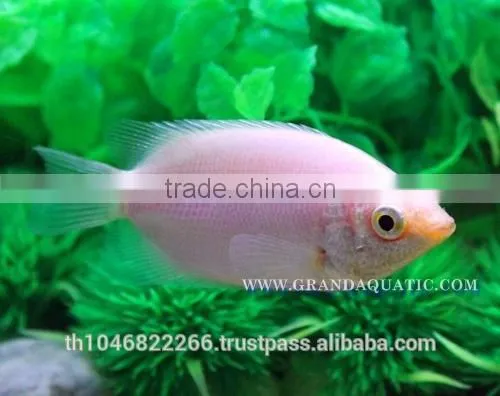 Kissing Gourami Fish Farm For Sale / Thailand Tropical Fish Exporter photo-4