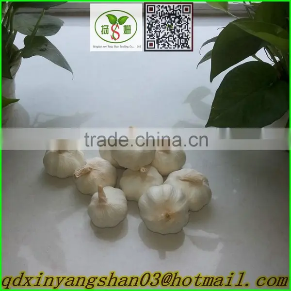 (A A A ) Pure White Garlic:4.5cm , 5cm ,5.5cm ,6cm photo-3