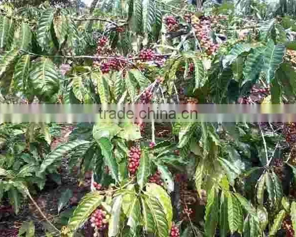 Oupusen 60 KG Jute Bag Indonesia Arabica Coffee Bean photo-6