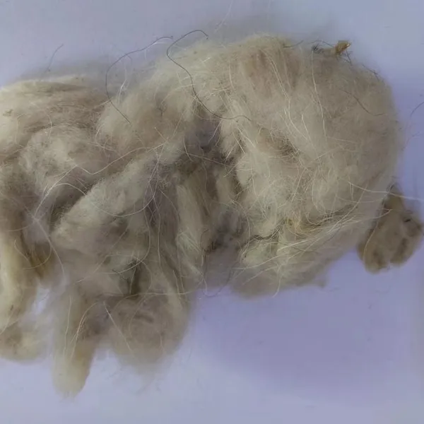 Tibetan Raw Greasy Cashmere Fibre 14.5micron With 32/34mm Prompt Shipment photo-2