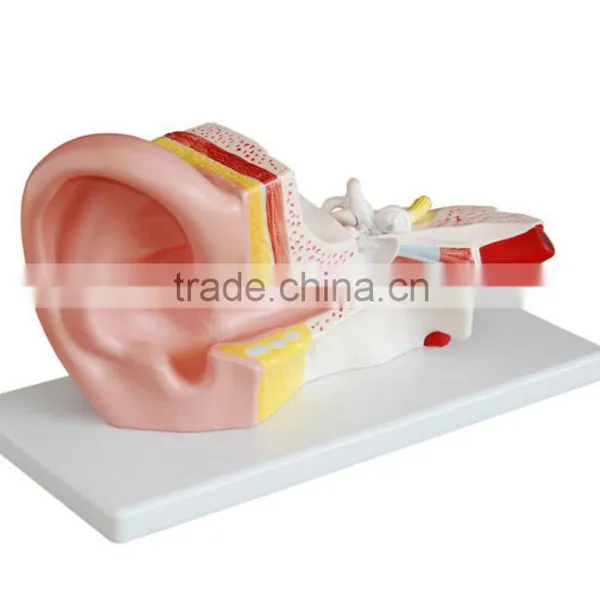 Medical teaching material ear anatomy model (3 times), middle ear anatomy model, ear anatomy teaching model