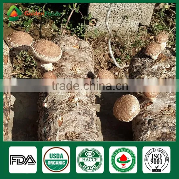 Health Benefits Shiitake Mushrooms,Fresh Shiitake Mushrooms,Fresh Shiitake photo-4