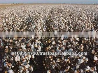 RAW COTTON SHANKAR 6