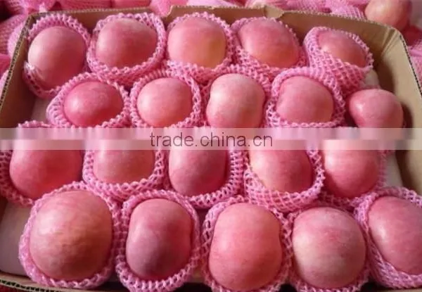 Sell Fresh Apple Fruit of High Quality and Good Price photo-2