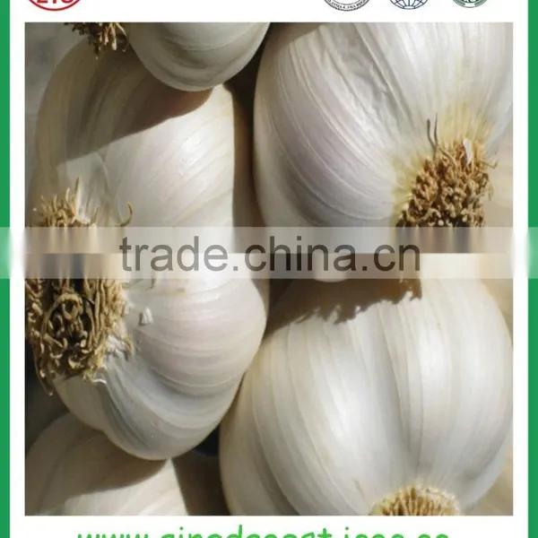 Chinese Jinxiang Grade A Fresh Normal White Garlic on Sale photo-4