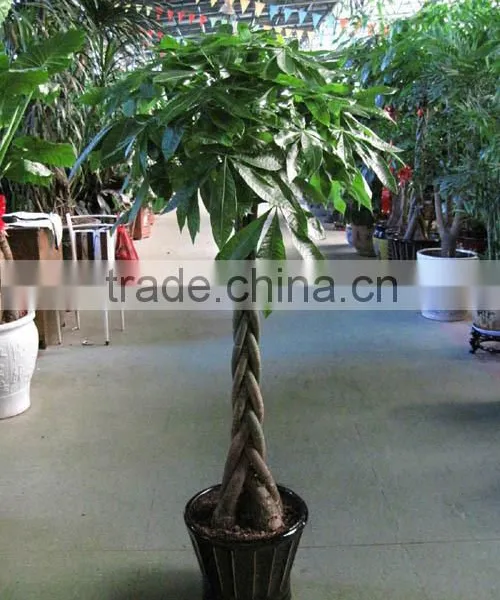 Pachira Macrocarpa of Indoor Outdoor Ornamental Bonsai Plants photo-4