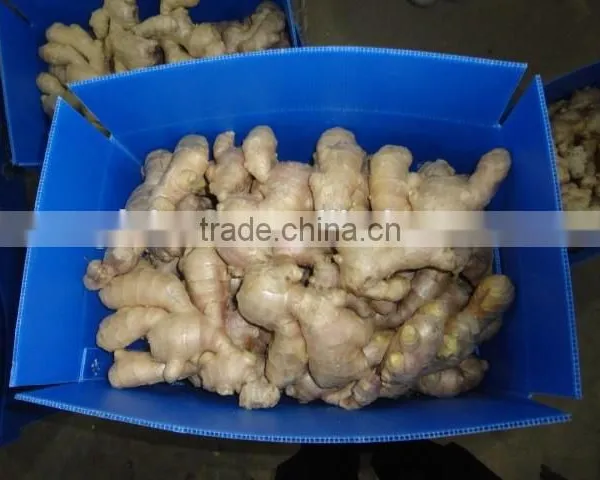 Fresh Ginger photo-3