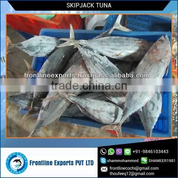 Frozen and Canned Fresh Tuna Fish From Reliable Supplier photo-3