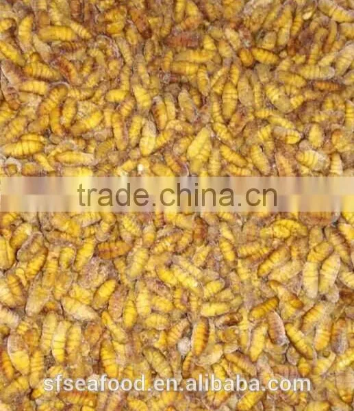 Pollock Fish is a Fish Frozen Silkworm Chrysalis photo-2