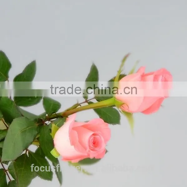 Fresh Cut Diana Rose Flowers High Quality Diana Roses From KUNMING photo-2