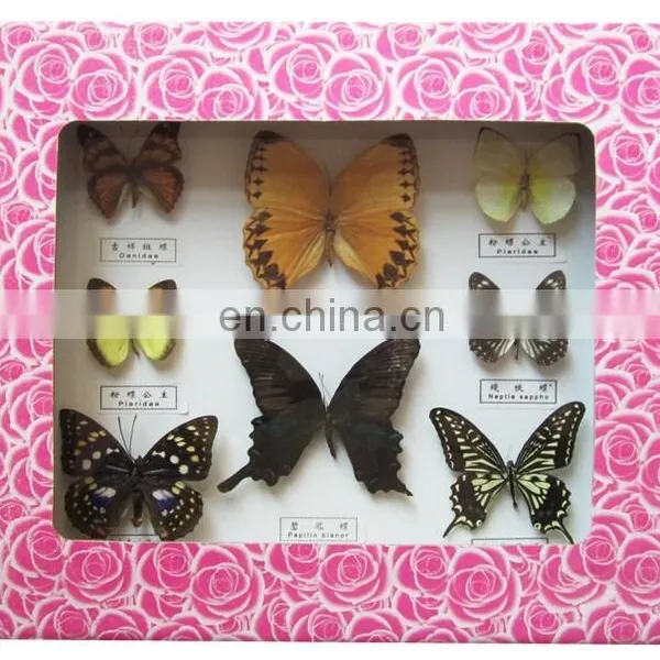 Dried Real Frame Real Butterfly photo-2