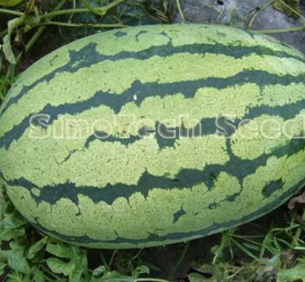 Watermelon Seed Anarkali Hybrid F1 Crimson Sweet Big Fruit
